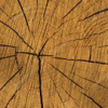 Wood Textures Patterns different colours