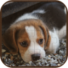 Cute Dogs Puzzle - HTML5 Construct Game